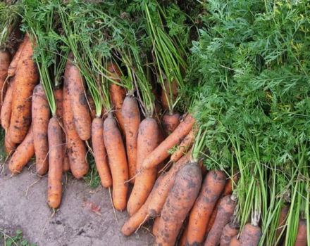 Possibili ragioni per cui le carote diventano gialle in giardino e cosa fare in questo caso