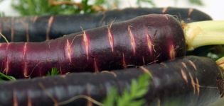 Propiedades útiles y cultivo de zanahorias negras.
