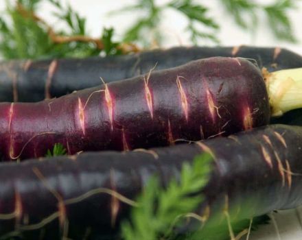 Proprietà utili e coltivazione di carote nere