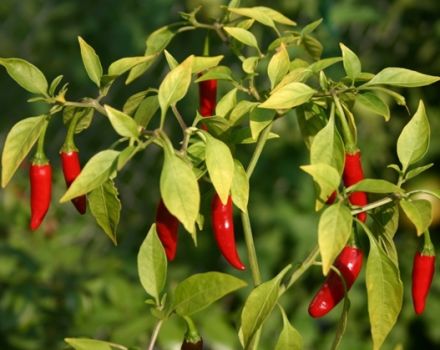 Vedľa toho, čo môžete a nemôžete zasadiť horké papriky, ako si vybrať okolie v záhrade