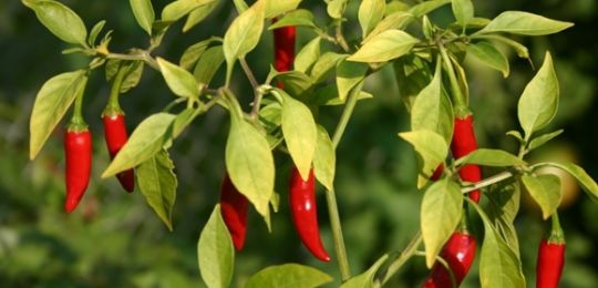 Ved siden av hva du kan og ikke kan plante bitter pepper, hvordan velge et nabolag i hagen