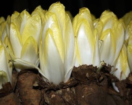 Varieties and types of chicory, their description, useful properties and application