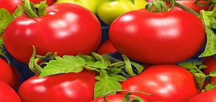 Bolivar F1 domates çeşidinin tanımı, özellikleri ve verimi
