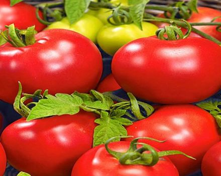 Pomidorų veislės Bolivar F1 aprašymas, jo savybės ir derlius