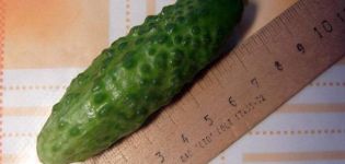 Descripció de la varietat de cogombre Drac, les seves característiques i rendiment