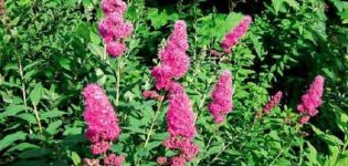 Types and varieties of spirea with descriptions and characteristics, growing rules