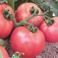 Pomidorų veislės Raspberry Viscount charakteristika ir aprašymas, derlius