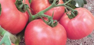 Charakteristika a opis odrody paradajok Raspberry Viscount, jej výnos