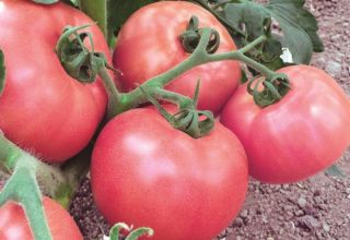 Pomidorų veislės Raspberry Viscount charakteristika ir aprašymas, derlius