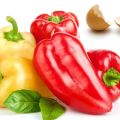 Ako sa môžu papriky kŕmiť po výsadbe v zemi na bohatú úrodu