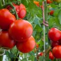 Aké plodné odrody paradajok sú najlepšie vysadené v oblasti Leningrad