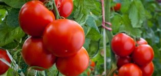 Kokias vaisines pomidorų veisles geriausia sodinti Leningrado srityje
