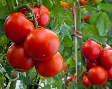 What fruitful varieties of tomatoes are best planted for the Leningrad region
