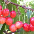 A Bryanskaya Pink cseresznyefajta leírása, ültetés, gondozás és beporzás