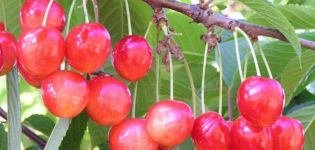 Descrizione della varietà di ciliegie dolci Bryanskaya Pink, semina, cura e impollinazione