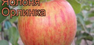 Az Orlinka almafa leírása és jellemzői, ültetés, termesztés és gondozás