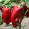 Beschrijving en teelt van de beste soorten paprika's