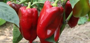 Beskrivelse og dyrkning af de bedste sorter af peber