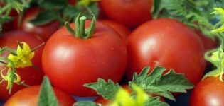 Opis sorte rajčice Sympatyaga, njezine karakteristike i prinos