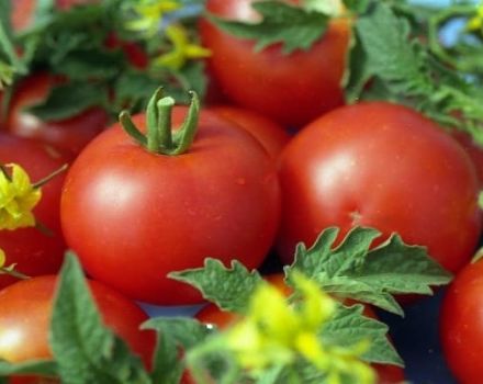 Kuvaus tomaattilajikkeesta Sympyaga, sen ominaisuuksista ja saannosta