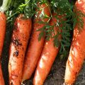 Caracteristicile și randamentul soiurilor de morcovi Canada