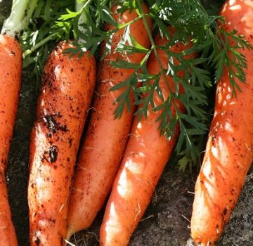 Características y rendimiento de las variedades de zanahoria Canadá