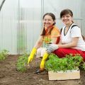 Wie man Tomaten richtig in ein Gewächshaus pflanzt, um eine große Ernte zu erzielen