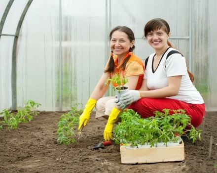 Sådan plantes tomater korrekt i et drivhus for at få en stor høst