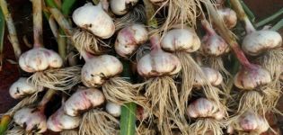 How to properly prune garlic after harvesting for storage?