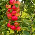Sütunlu bir elma ağacının yetiştirilmesi ve bakımı, dikime hangi mesafede