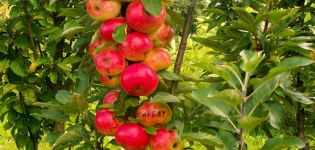 Het kweken en verzorgen van een zuilvormige appelboom, op welke afstand te planten