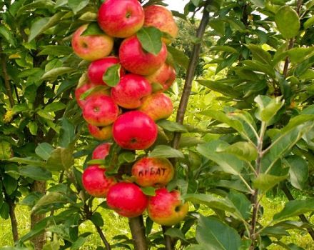 Kasvaa ja hoitaa pylväs omenapuita, millä etäisyydellä istuttaa