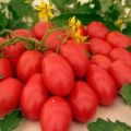Las mejores variedades de tomates para campo abierto e invernaderos en Udmurtia