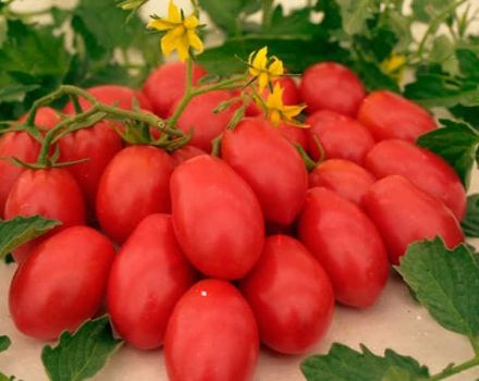 أفضل أصناف الطماطم للأرض المفتوحة والصوبات الزراعية في أودمورتيا