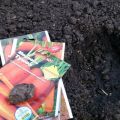 Com plantar adequadament les pastanagues amb llavors al camp obert