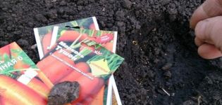 How to properly plant carrots with seeds in the open field