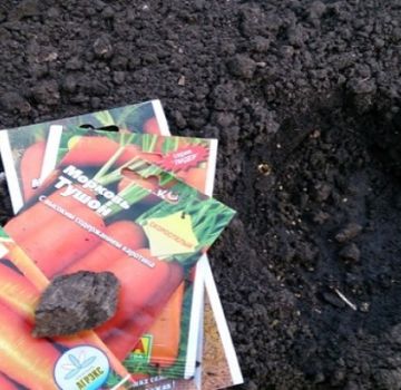 Sådan plantes gulerødder korrekt med frø i det åbne felt