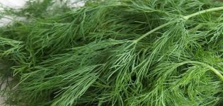 Description of the Kibray dill variety, recommendations for care and cultivation