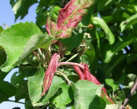 How to process an apple tree if the leaves turn red and curl on it, what to do