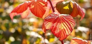 Perché le foglie di lampone diventano rosse a giugno, motivi e cosa fare