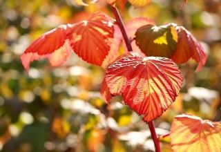 Waarom frambozenbladeren in juni rood worden, redenen en wat te doen