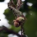 Miksi hasselpähkinät eivät voi kantaa hedelmiä, syitä ja sairauksia, tapoja ratkaista ongelma