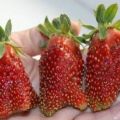 Mga paglalarawan at katangian ng iba't ibang Kupchikha strawberry, paglilinang at pangangalaga