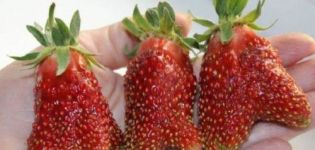 Beskrivelse og karakteristika for Kupchikha jordbærsort, dyrkning og pleje