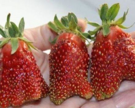Description and characteristics of the Kupchikha strawberry variety, cultivation and care
