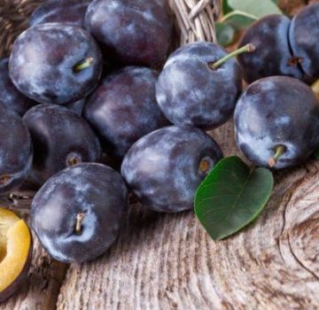 Why plum fruits have worms and how can it be processed