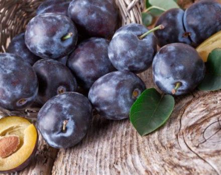 Kodėl slyvų vaisiuose yra kirminų ir kaip jas galima perdirbti