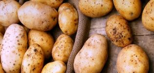 Descrizione della varietà di patate Timo, sue caratteristiche e resa