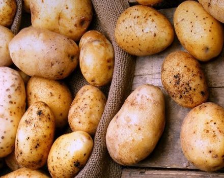 Beschrijving van het aardappelras Timo, zijn kenmerken en opbrengst