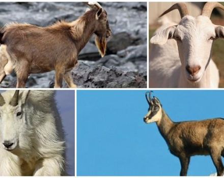 Beskrivelse og opførsel af vilde geder, hvor de bor og deres levevis